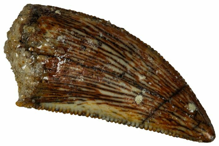 Serrated, Raptor Tooth - Real Dinosaur Tooth #295944